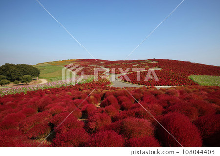 Kochia at its best in Hitachi Seaside Park, Ibaraki Prefecture 108044403