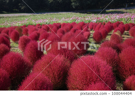 Kochia at its best in Hitachi Seaside Park, Ibaraki Prefecture Kochia at its best in Hitachi Seaside Park, Ibaraki Prefecture 108044404