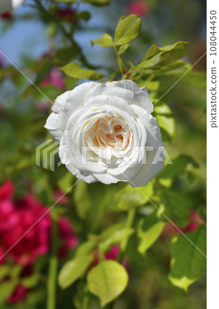 Floribunda rose Ledreborg Floribunda rose Ledreborg 108044450