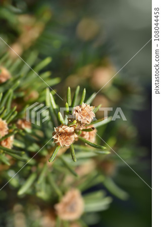 Norway spruce Petra Norway spruce Petra 108044458