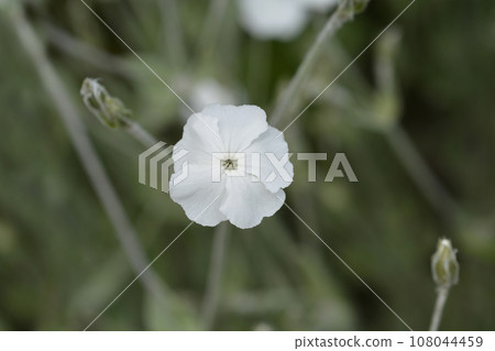 White Rose campion White Rose campion 108044459