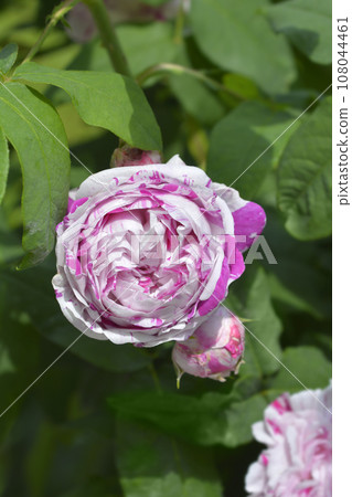 Rose Variegata di Bologna Rose Variegata di Bologna 108044461