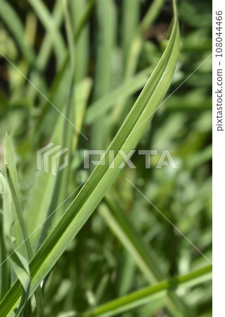 Daylily Stella de Oro Daylily Stella de Oro 108044466