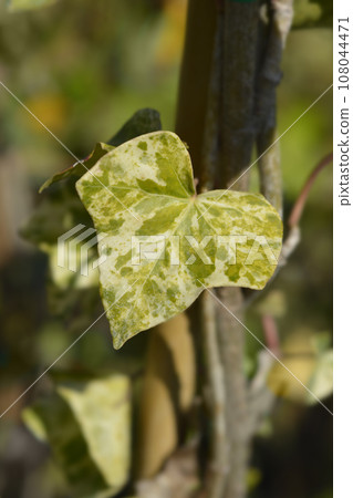 Ivy Profesor Seneta 108044471