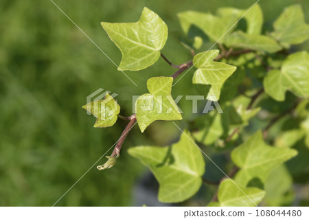 Bunte Witchel ivy 108044480