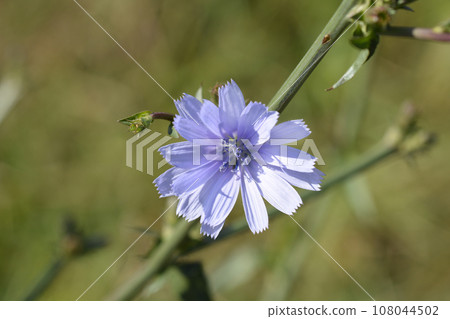 Wild chicory Wild chicory 108044502