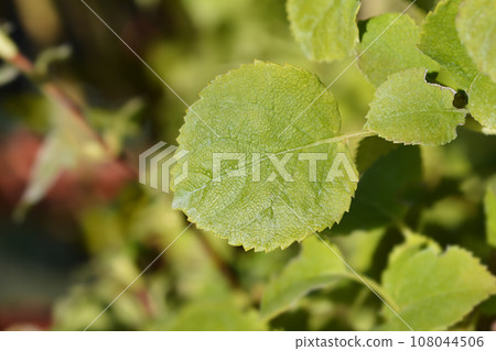 Japanese climbing-hydrangea 108044506