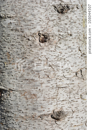 Deodar cedar 108044507
