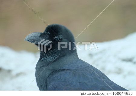 Young crow 108044633