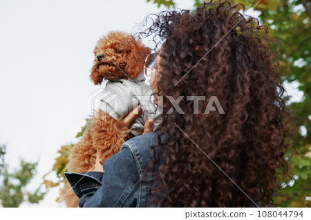 Brown Toy poodle puppy in arms of its owner. Small dog with woman against background of trees and sky. Close up, copy space 108044794