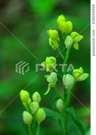 King of wild grass King of wild grass 108044989