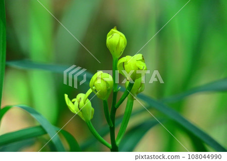 野草之王 野草之王 108044990