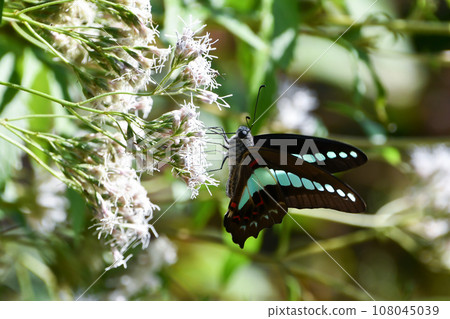 Blue swallowtail perched on Fujibakama 108045039