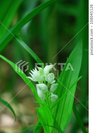 野草皇后 野草皇后 108045126
