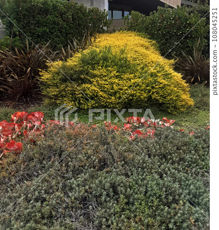 Garden with flowers. 108045251