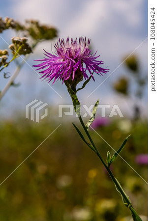 Centaurea jacea, the Brown Knapweed, known also as Brown-rayed Knapweed, Brownray Knapweed and Hardheads Centaurea jacea, the Brown Knapweed, known also as Brown-rayed Knapweed, Brownray Knapweed and Hardheads 108045424