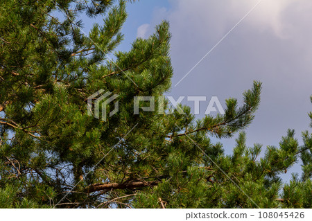 Pine branches on a spring day against the background of the sky with clouds Pine branches on a spring day against the background of the sky with clouds 108045426