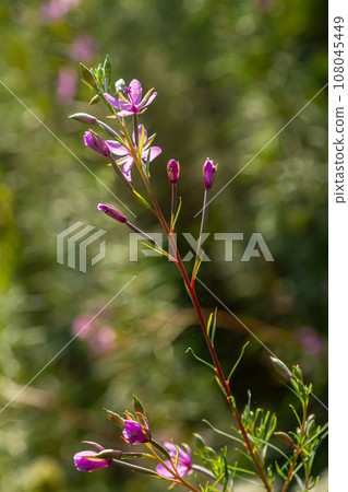 Pink Flowering Chamerion Dodonaei Alpine Willowherb Plant Pink Flowering Chamerion Dodonaei Alpine Willowherb Plant 108045449