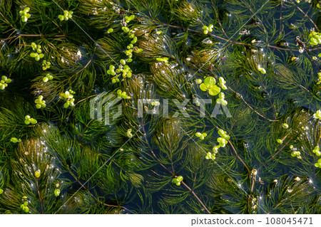 Close up of the aquatic plant Ceratophyllum coontails, hornworts floating on the surface of the water in a pond. Europe 108045471