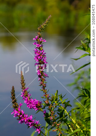 Purple loosestrife Lythrum salicaria inflorescence. Flower spike of plant in the family Lythraceae, associated with wet habitats 108045475