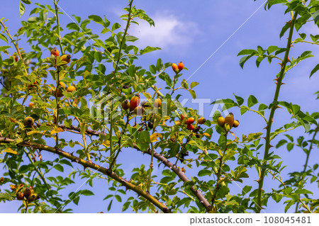Red rose hips of dog rose. Rosa canina, commonly known as the dog rose Red rose hips of dog rose. Rosa canina, commonly known as the dog rose 108045481