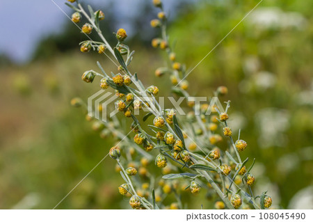Wormwood green grey leaves with beautiful yellow flowers. Artemisia absinthium absinthium, absinthe wormwood flowering plant, closeup macro 108045490