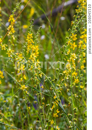 Summer in the wild among wild grasses is blooming agrimonia eupatoria 108045510