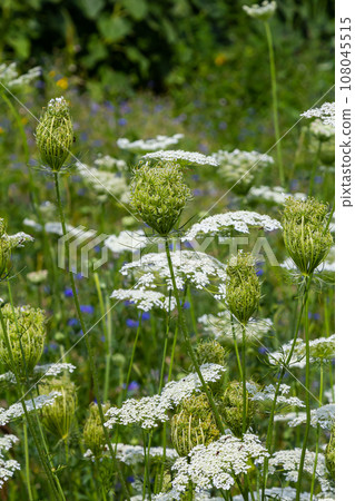 Daucus carota known as wild carrot blooming plant Daucus carota known as wild carrot blooming plant 108045515
