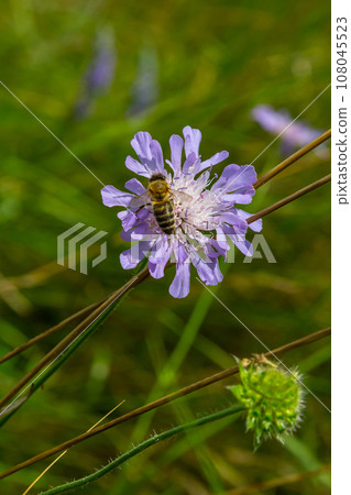 Close-up of a pink colored field scabious Knautia arvensis blooming on a green meadow 108045523