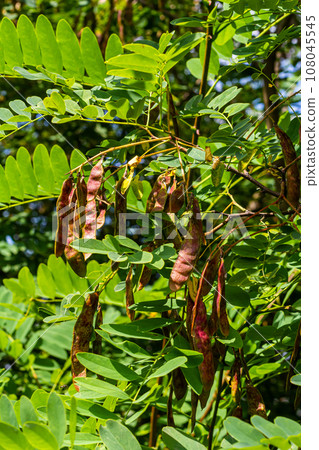 Robinia pseudoacacia, commonly known as black locust with seeds 108045545