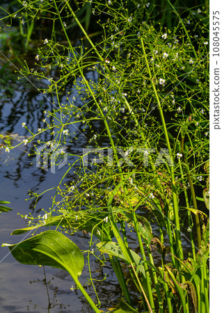 Phreatophyte. American water plantain Alisma plantago-aquatica in swampy-forest river water. Northeast Europe grow on river bank washed away by current, spring water erosion 108045575
