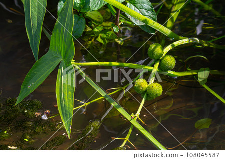 Closeup of arrowhead flower. Sagittaria sagittifolia plant Closeup of arrowhead flower. Sagittaria sagittifolia plant 108045587