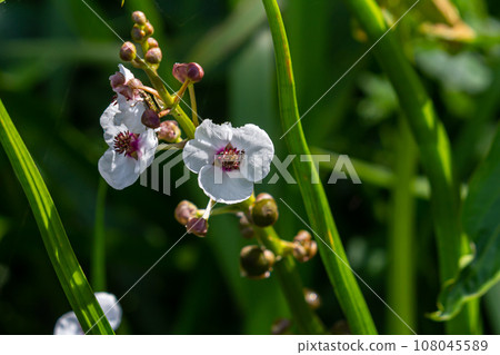 plant called Common arrowhead, Sagittaria sagittifolia 108045589