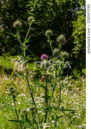 Vertical closeup on a colorful purple spear-thistle flower, Cirsium vulgare 108045590