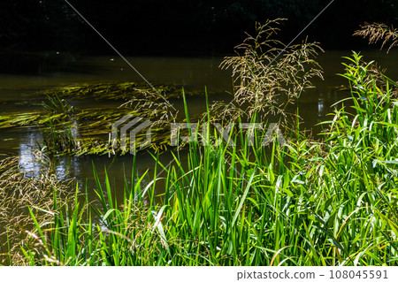Glyceria maxima, commonly known as great manna grass, reed mannagrass, reed sweet-grass, and greater sweet-grass is rhizomatous perennial grasses in mannagrass genus native to Europe 108045591