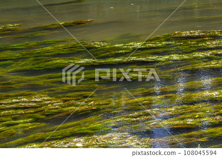 Water plants in the river - Pondweed - Potamogeton natans 108045594
