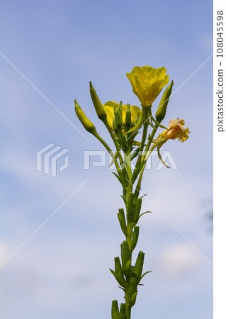 Yellow evening primrose Oenothera biennis, medicine plant for cosmetics, skin care and eczema 108045598