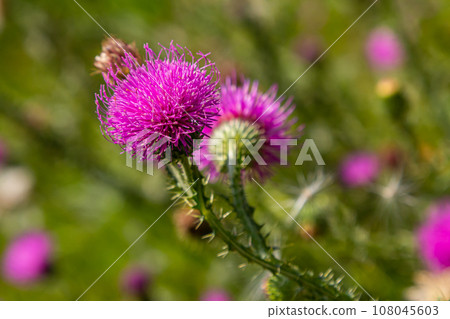 Thistle Carduus acanthoides grows in the wild in summer 108045603