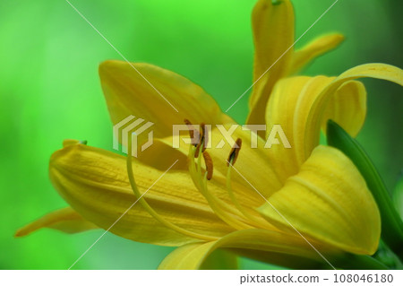 floating and blooming in the moonlight 108046180