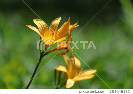 floating and blooming in the moonlight 108046185