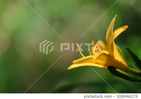 在月光下漂浮綻放 108046278