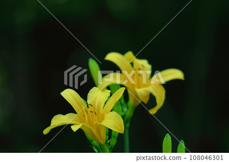 在月光下漂浮綻放 在月光下漂浮綻放 108046301