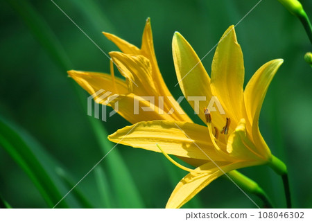 floating and blooming in the moonlight 108046302