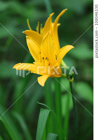 floating and blooming in the moonlight floating and blooming in the moonlight 108046330