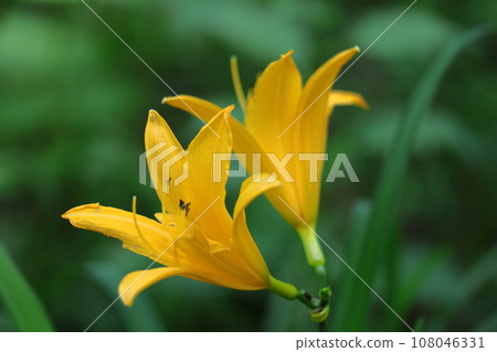 floating and blooming in the moonlight 108046331