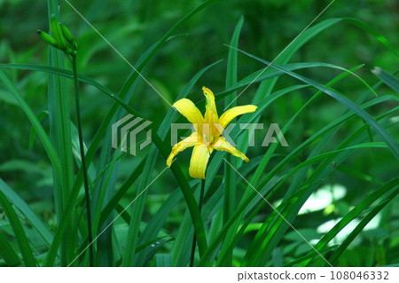 floating and blooming in the moonlight 108046332