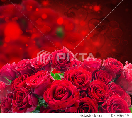 Crimson red rose flowers 108046649