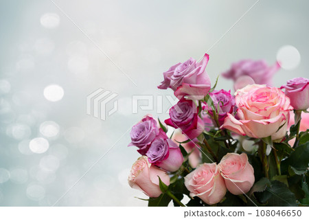 Pink and violet rose flowers Pink and violet rose flowers 108046650