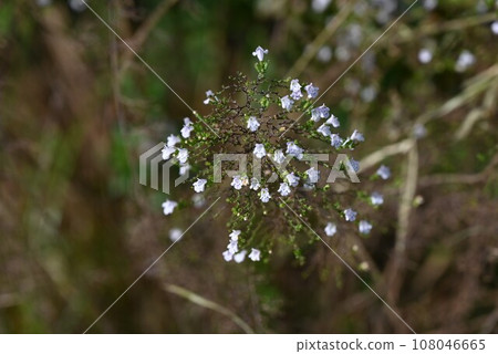 Kalaminsa Nepeta 108046665