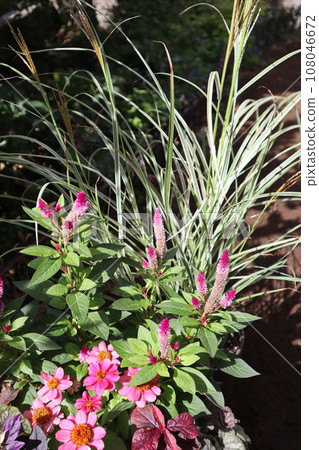 粉紅色的花和雜色的潘帕斯草 108046672